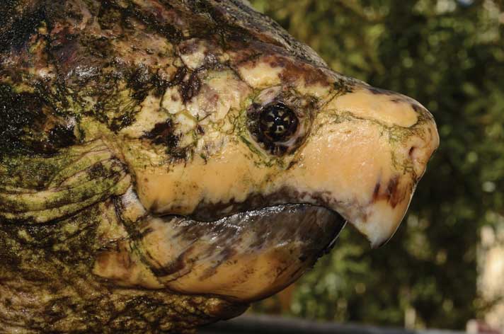 Snapping Turtle