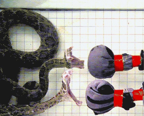 Rattlesnake Strikes