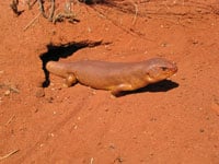 News Desert Skink 200px