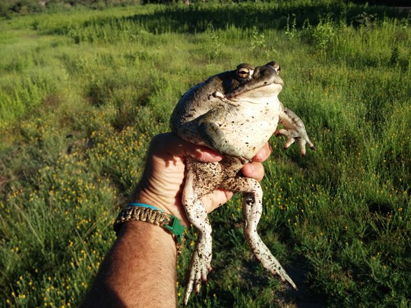 Colorado River Toad