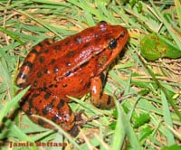 Red Leggedfrog200