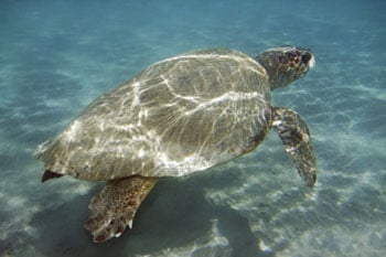 Loggerhead350