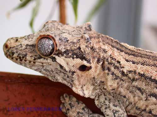 Gargoyle Gecko9
