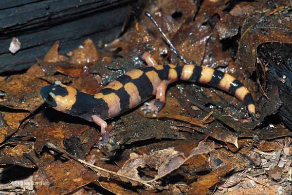 Ensatina Spp5