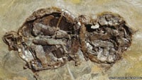 Fossil Turtles200