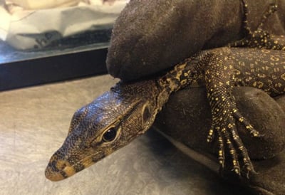 Monitor Lizard400