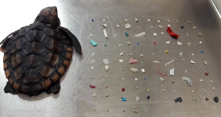 Baby Sea Turtle Plastic