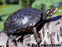 Spotted Turtle 1 200