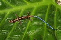 Blue Tailed Skink200