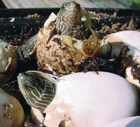 Golden Turtle 200