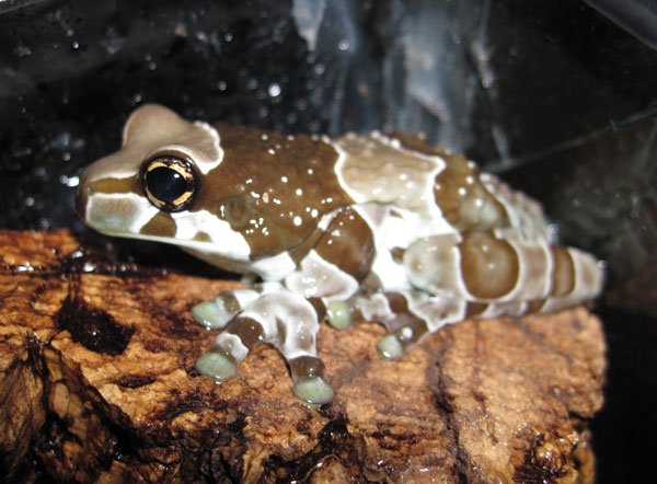 Milkfrog600