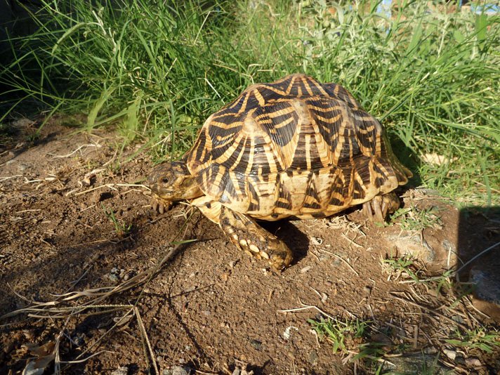 Indian Star Tortoise1