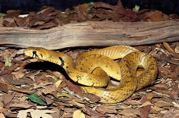 Black Tailed Cribo