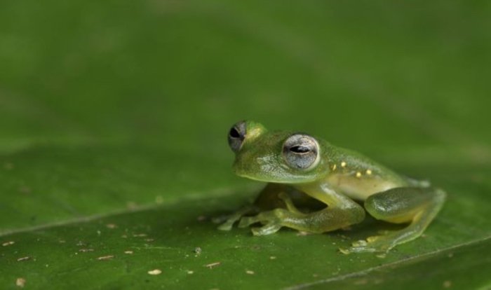 Teratohyla Midas