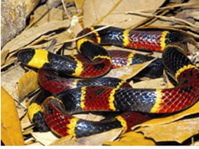 Coralsnakes