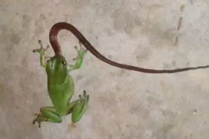 Frog Eats Snake