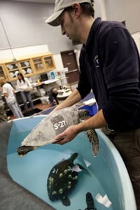 Sea Turtle Cold News 200