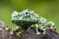 Vietnamese Mossyfrog200