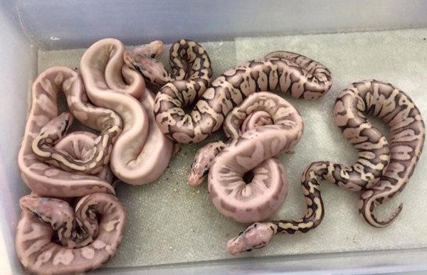 Conley Herps