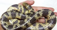 Mosaic Sea Snake200