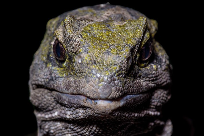 Tuatara1