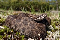 Eastern Massasauga 200