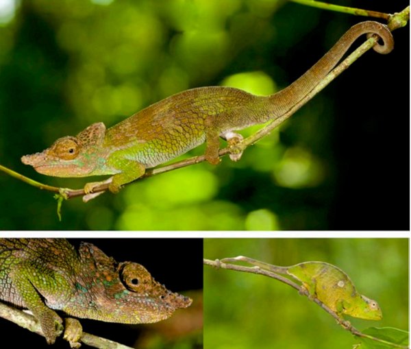 Kinyongia Msuyae