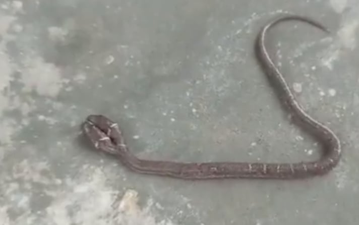 Two Headed Wolf Snake