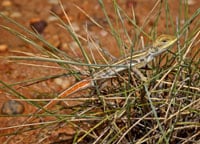 Diporiphora Ameliae200