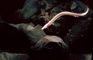 P Anguinus1