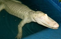 Albinoalligator200