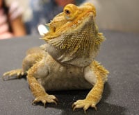Beardie Pomona 200