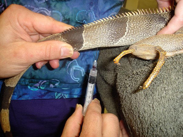 Vet Iguana Tail Bleeding