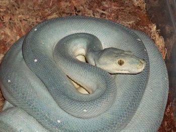 Morelia Viridis350