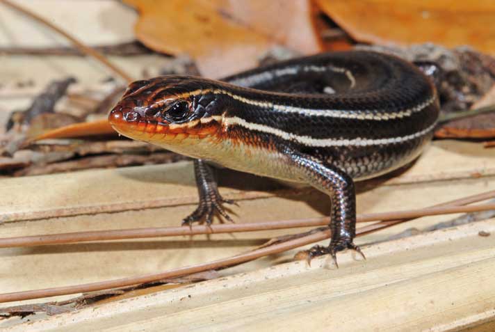 Five Lined Skink