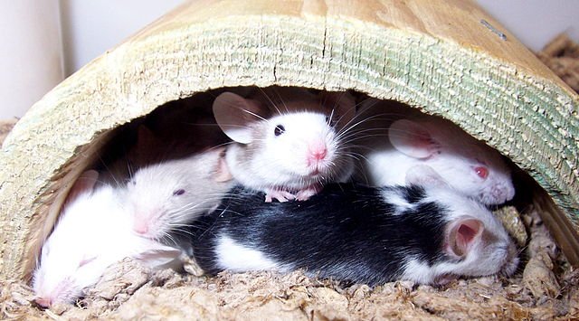 640px Fancy Mice