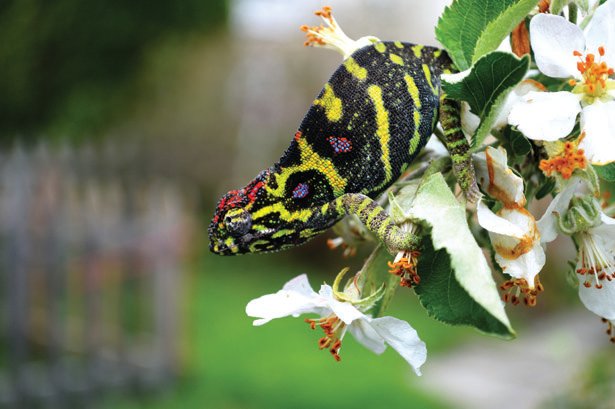 Furcifer Minor 3 1