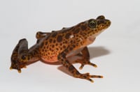 Toad Mountain Frog200