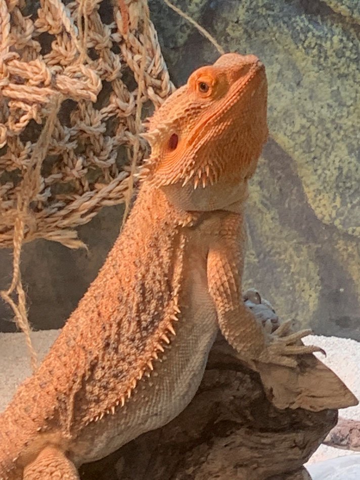 Sandy Bearded Dragon