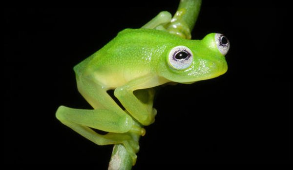 Kermit Glassfrog
