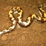 Sand Boa 1 5001