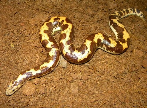 Sand Boa 1 5001