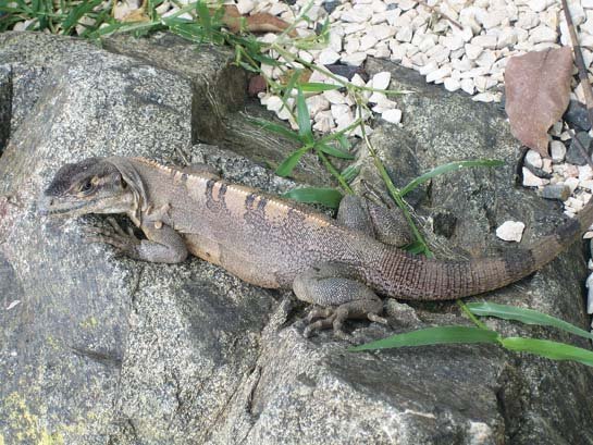 Wild2