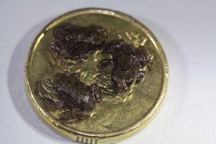 Baw Baw Frog