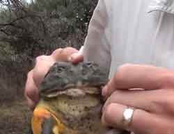 Africanbullfrog