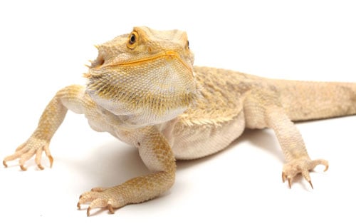Bearded Dragon Care 5001