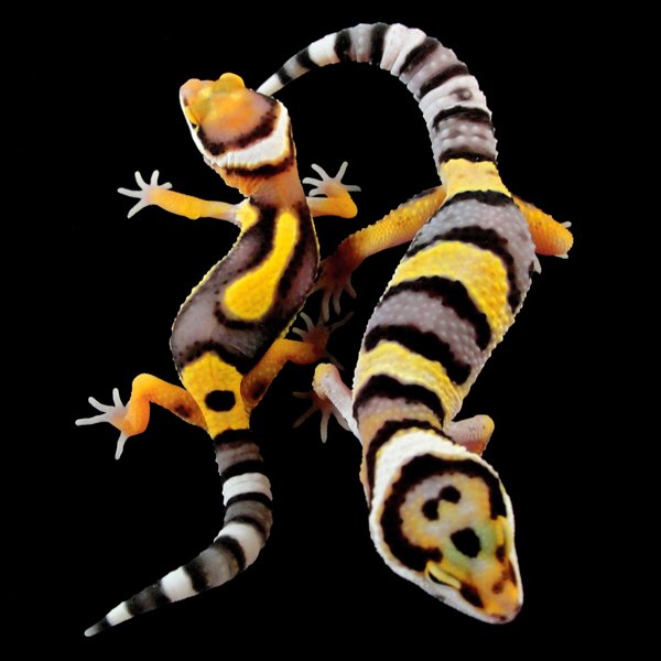 Geneticszmbanditshigh