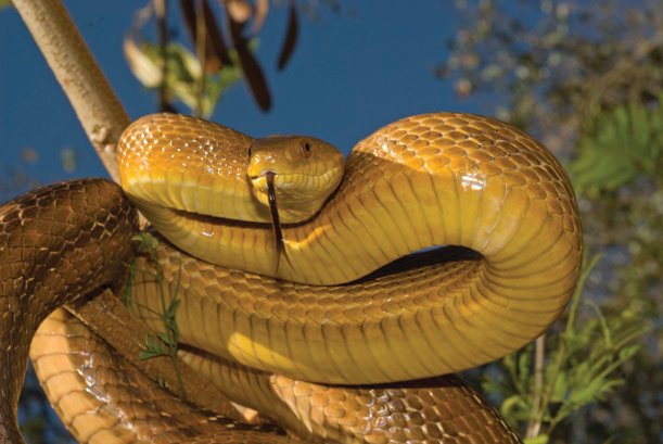 Rat Snake11