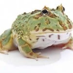 Pacmanfrog500