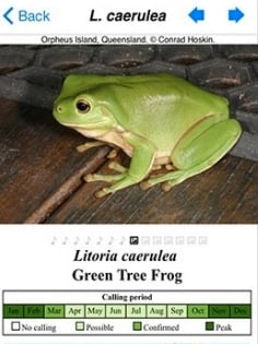 Frogsof Australia230